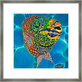 Queen Parrotfish Framed Print