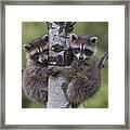 Raccoon Two Babies Climbing Tree Framed Print