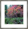 Rain Forest Fall #1 Framed Print