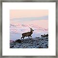 Red Deer, Ben Wyvis #1 Framed Print