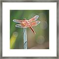 Red Dragonfly #1 Framed Print
