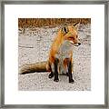 Red Fox 3 Framed Print