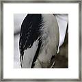 Red-headed Woodpecker Framed Print