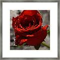 Red Rose With Rain Drops #1 Framed Print