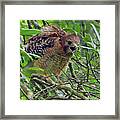 Red-shouldered Hawk #1 Framed Print