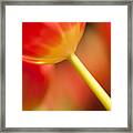 Red Tulips  #3 Framed Print