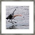 Reddish Egret Fishing #1 Framed Print