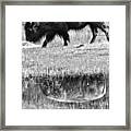 Reflection In The Grassy Marsh Black And White #1 Framed Print