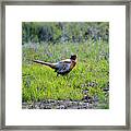 Ring-necked Pheasant #2 Framed Print