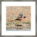 Ring Necked Pheasant on the Wing Framed Print
