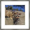 Ringtail Or Ring-tailed Cat #1 Framed Print
