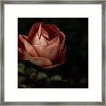 Romantic November Rose Framed Print