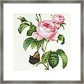 Rosa Centifolia Framed Print