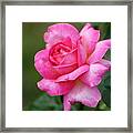 Rose #1 Framed Print