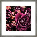 Roses #1 Framed Print