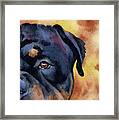 Rottweiler #4 Framed Print