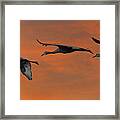 Sandhill Cranes At Sunrise #1 Framed Print