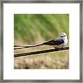 Scisor-tailed Flycatcher #1 Framed Print