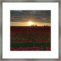 Sea Of Red Tulips Framed Print