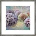 Sea Urchin Shells #1 Framed Print