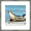 Seal Bay #1 Framed Print