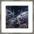 Seal Pup With Mom #2 Framed Print