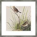 Sharp Tailed Finch Framed Print