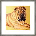 Sharpei Framed Print