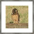 Short Eared Owl Chick #1 Framed Print