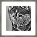 Siberian Husky 2 #1 Framed Print