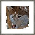 Siberian Husky #1 Framed Print
