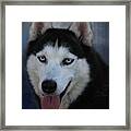 Siberian Husky Portrait #1 Framed Print