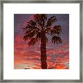 Silhouetted Palm Tree #1 Framed Print