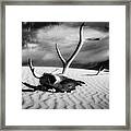 Skull And Antlers #1 Framed Print
