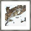 Snow Leopard #1 Framed Print