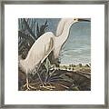 Snowy Heron Framed Print