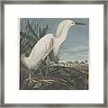 Snowy Heron Or White Egret #1 Framed Print