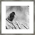 Snarky Sparrow, Black And White Framed Print