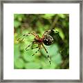 Spider Framed Print