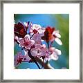 Spring Blossoms #1 Framed Print