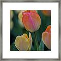 Spring Tulip #1 Framed Print