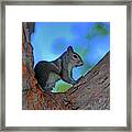 1- Squirrel Framed Print