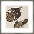 Stanley Hawk Framed Print