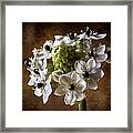 Star Of Bethlehem #1 Framed Print