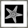 Starfish #1 Framed Print