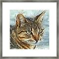 Stunning Tabby Cat Close Up Portrait #1 Framed Print