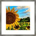 Summer Suns Framed Print