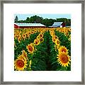 Sunflower Field #4 #1 Framed Print