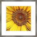 Sunflower Field At Sunrise #1 Framed Print