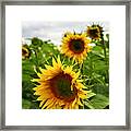 Sunflower Field 4 Framed Print